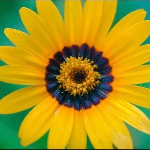 Meet your Posher, Liv